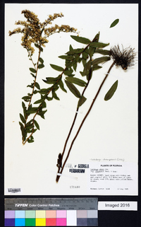 Solidago chapmanii image