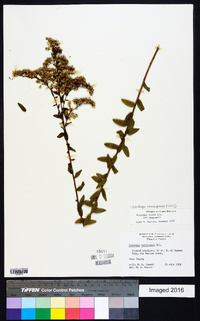 Solidago chapmanii image