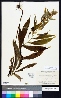 Solidago curtisii image