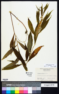 Solidago curtisii image