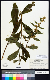 Solidago curtisii image