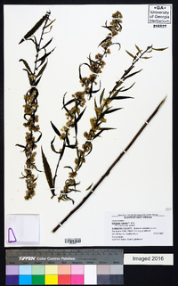 Solidago curtisii image