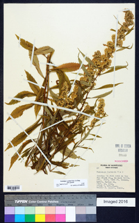 Solidago curtisii image