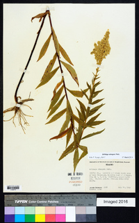 Solidago elongata image