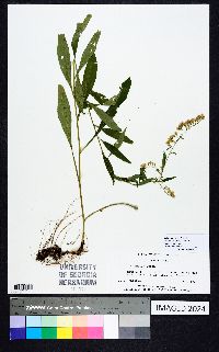 Solidago vaseyi image