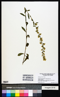 Solidago erecta image