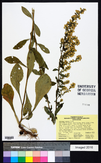 Solidago erecta image