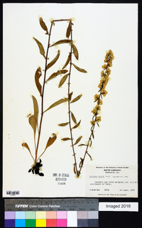 Solidago erecta image