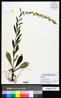 Solidago erecta image