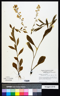 Solidago erecta image