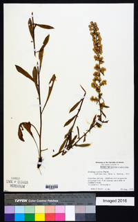 Solidago erecta image