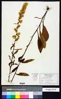 Solidago erecta image