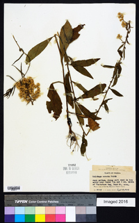 Solidago erecta image