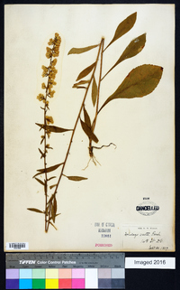 Solidago erecta image