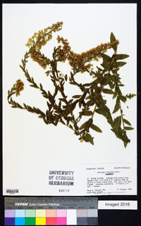 Solidago fistulosa image