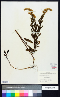 Solidago fistulosa image