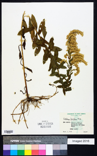 Solidago fistulosa image