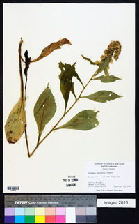 Solidago glomerata image