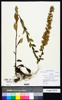 Solidago hispida image