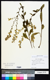 Solidago hispida image