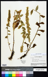 Solidago hispida image