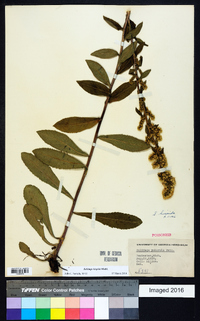 Solidago hispida image