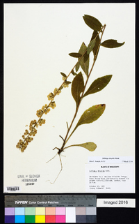 Solidago hispida image