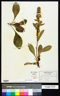 Solidago hispida image