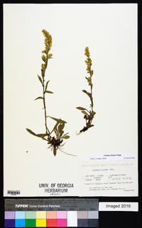 Solidago hispida image