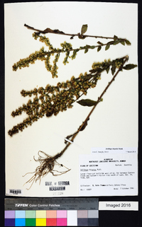 Solidago hispida image