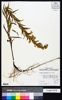 Solidago leavenworthii image