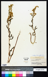 Solidago leavenworthii image