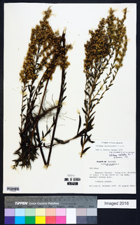 Solidago leavenworthii image