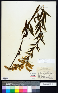 Solidago leavenworthii image