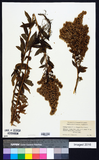 Solidago lepida image