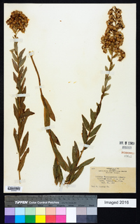 Solidago petiolaris image