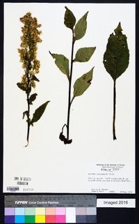 Solidago macrophylla image