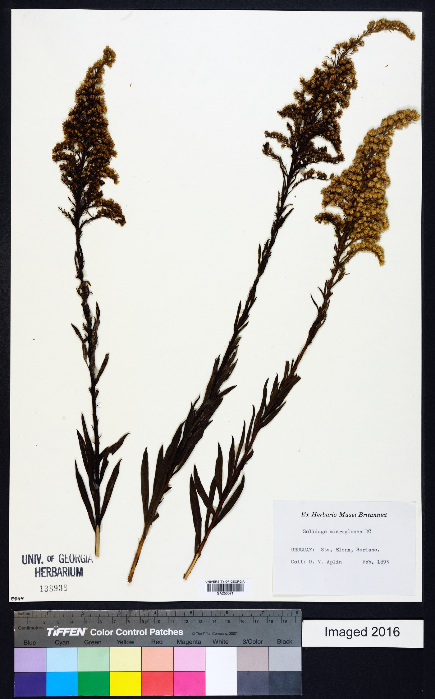 Solidago microglossa image