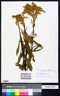 Solidago missouriensis var. fasciculata image