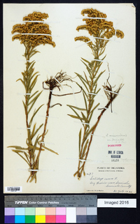 Solidago missouriensis var. fasciculata image