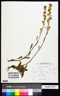 Solidago multiradiata image