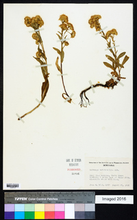 Solidago multiradiata image