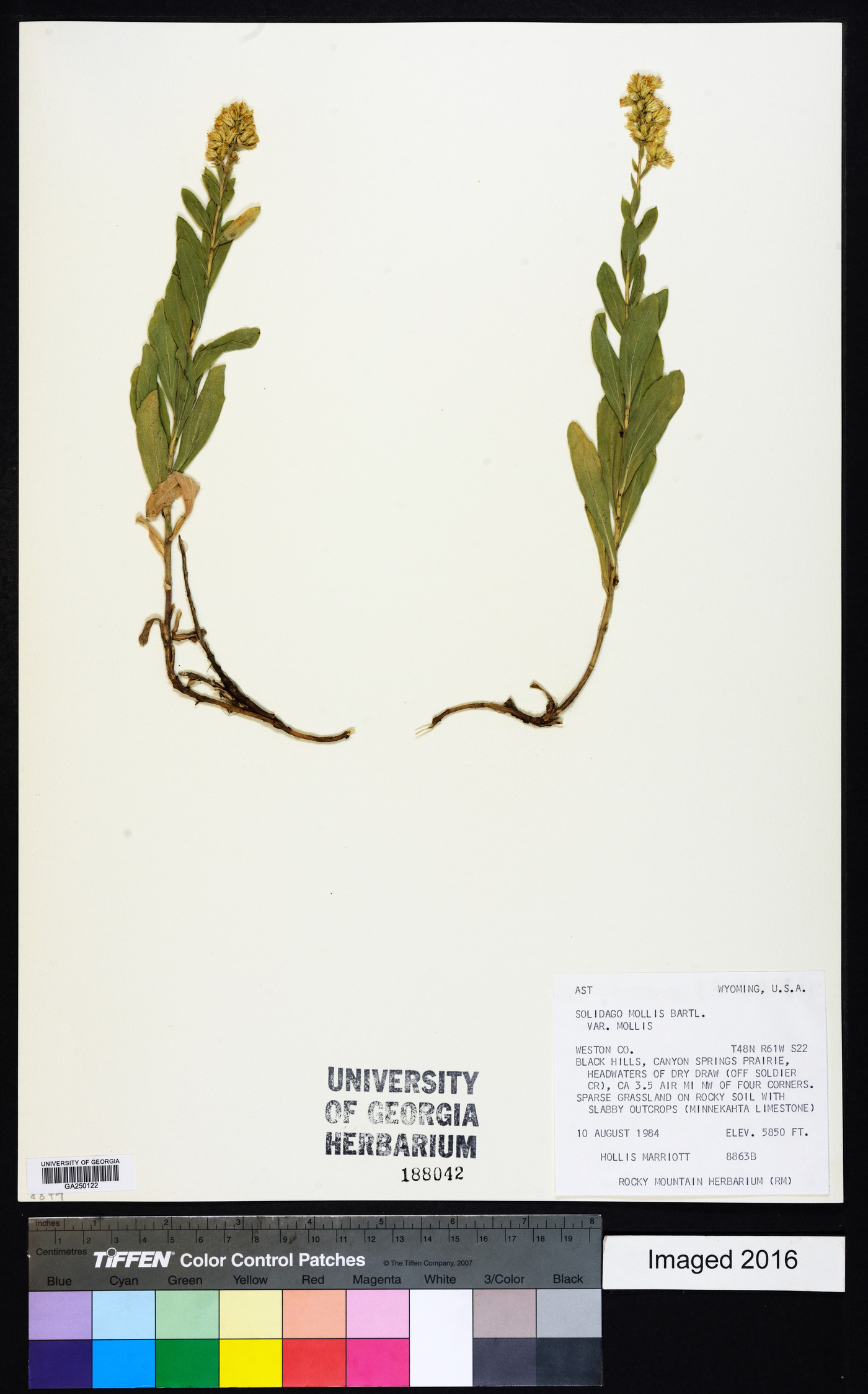 Solidago mollis var. mollis image