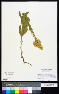 Solidago mollis image