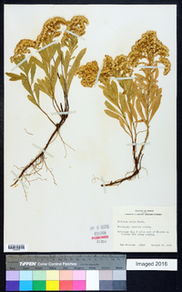 Solidago mollis image