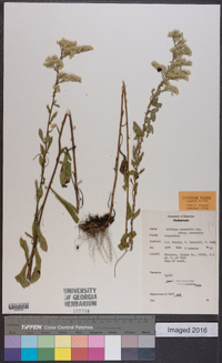 Solidago nemoralis var. nemoralis image