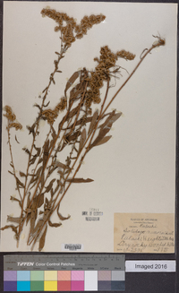 Solidago nemoralis var. nemoralis image