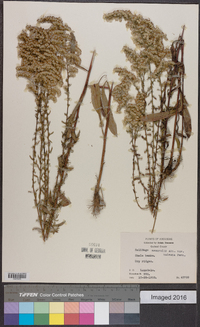 Solidago nemoralis var. nemoralis image