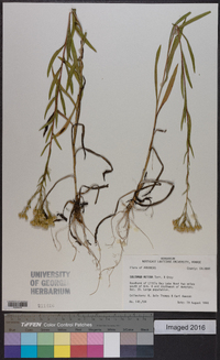 Solidago nitida image