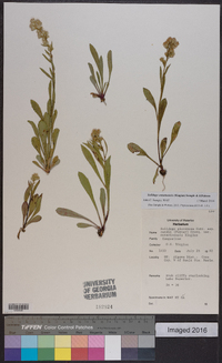 Solidago ontarioensis image